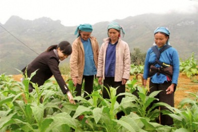 Chuyển giao công nghệ cho miền núi - Đi quá nửa chặng đường